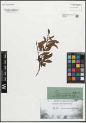 Foto von Salix waldsteiniana Willd.